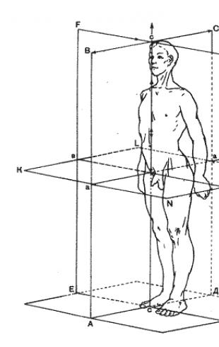 Части тела, плоскости и оси вращения